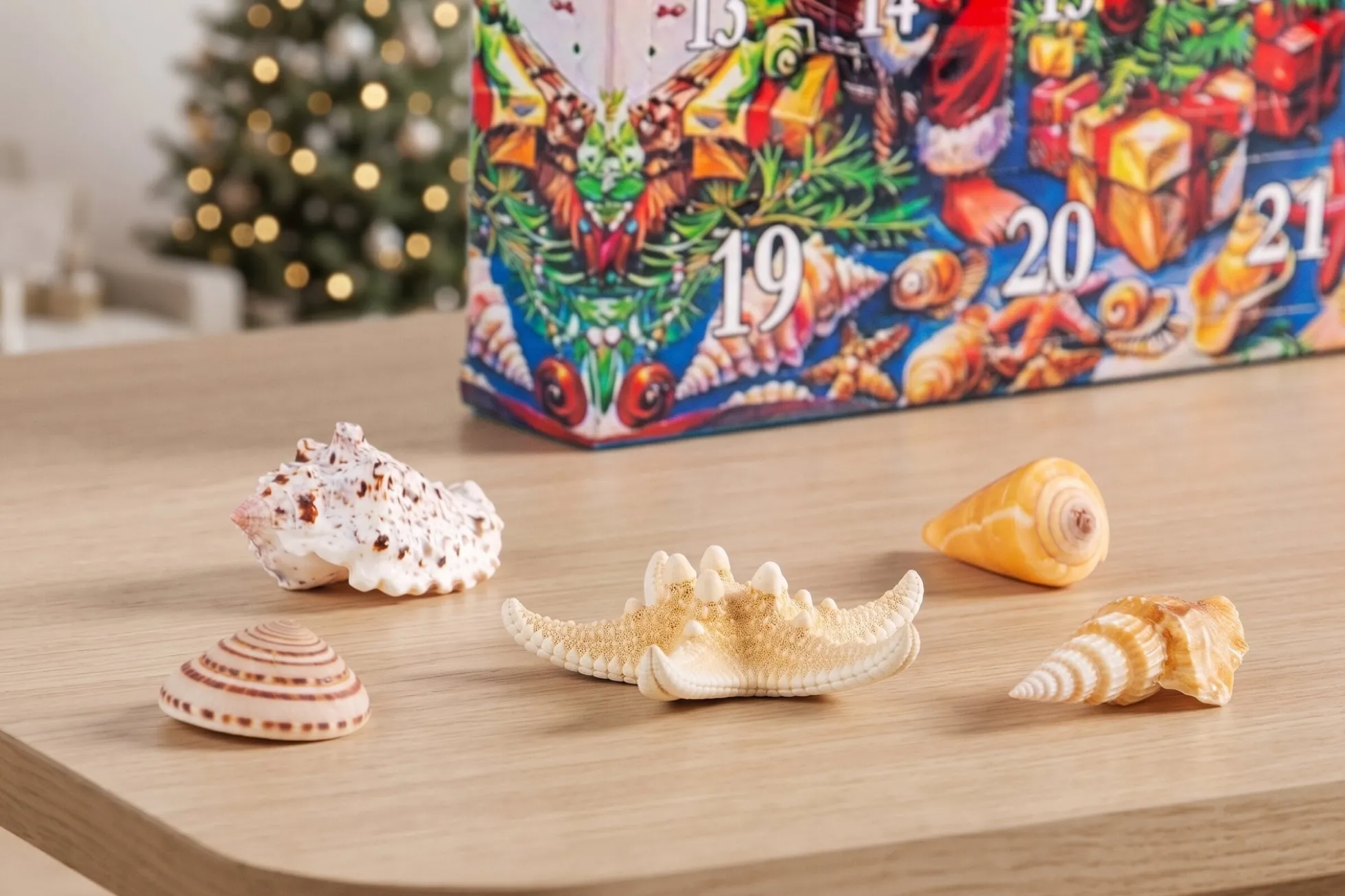 Adventskalender mit Muscheln