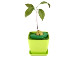 AvoSeedo - züchte Avocado