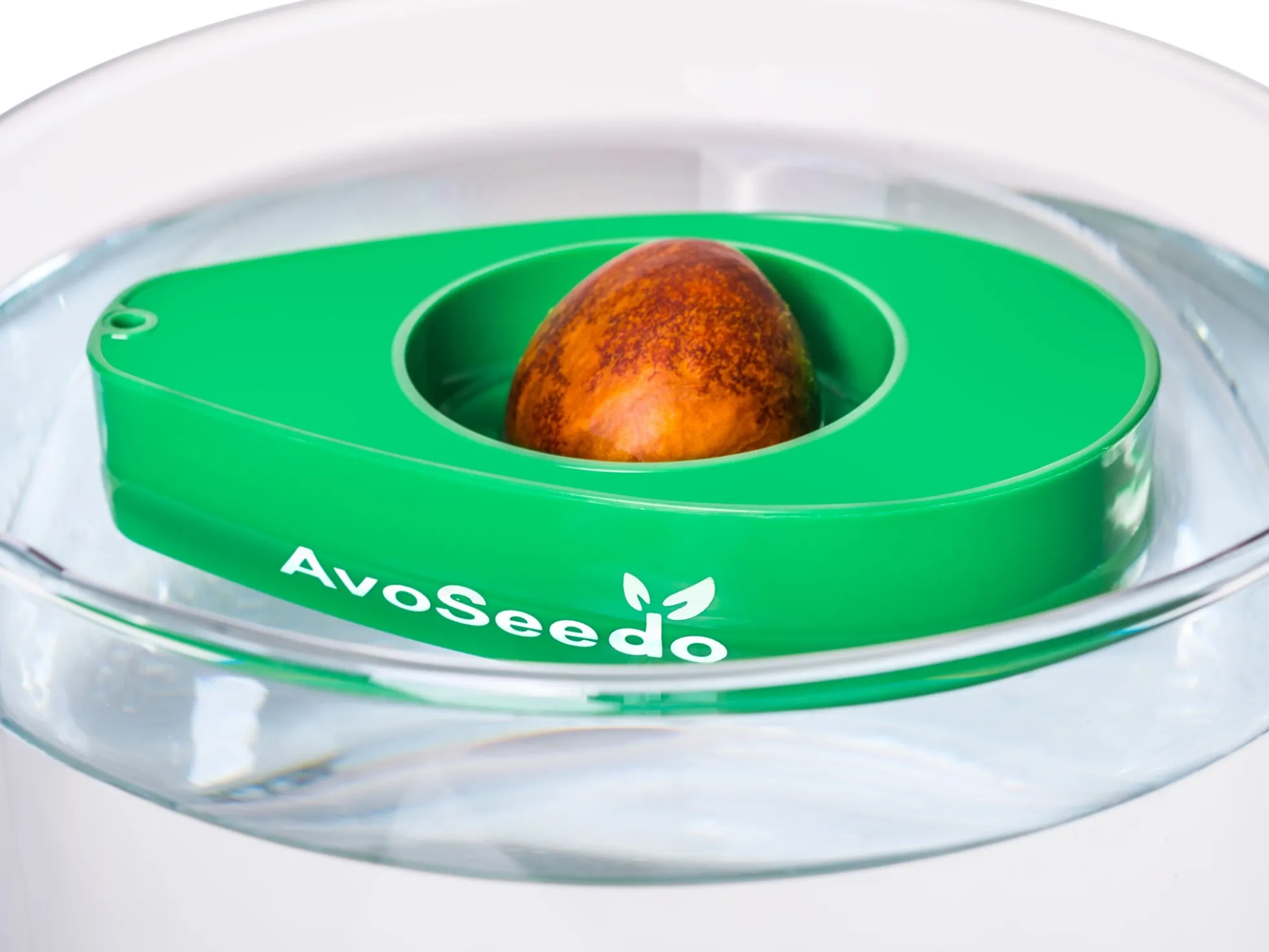 AvoSeedo - züchte Avocado