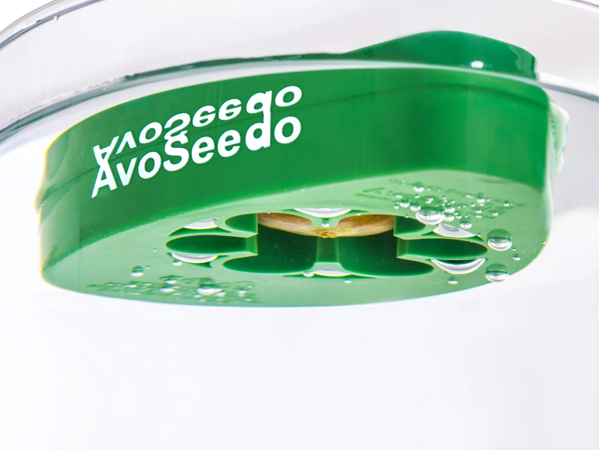 AvoSeedo - züchte Avocado