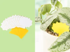 Bananenfliegenfalle