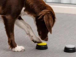 Einspielbare Kommandotasten Für Hunde - Spralla
