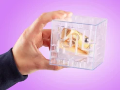 Money Maze